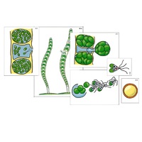 Модель-аппликация "Размножение многоклеточной водоросли" (ламинированная) - «globural.ru» - Воркута