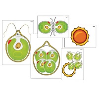 Модель-аппликация "Размножение одноклеточной водоросли" (ламинированная) - «globural.ru» - Воркута