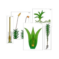 Модель-аппликация "Размножение мха" (ламинированная) - «globural.ru» - Воркута