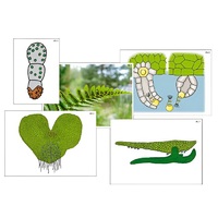 Модель-аппликация "Размножение папоротника" (ламинированная) - «globural.ru» - Воркута
