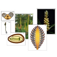 Модель-аппликация "Размножение сосны" (ламинированная) - «globural.ru» - Воркута