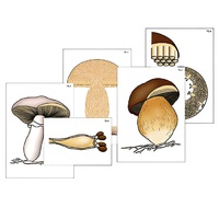 Модель-аппликация "Размножение шляпочного гриба" (ламинированная) - «globural.ru» - Воркута