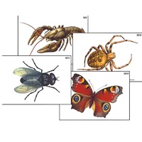 Модель-аппликация "Разнообразие беспозвоночных" (ламинированная) - «globural.ru» - Воркута