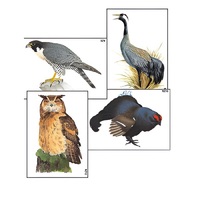 Модель-аппликация "Разнообразие высших хордовых 1. Пресмыкающиеся и птицы" (ламинированная) - «globural.ru» - Воркута