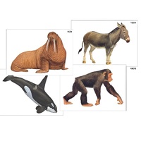 Модель-аппликация "Разнообразие высших хордовых 2. Млекопитающие" (ламинированная) - «globural.ru» - Воркута