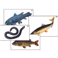 Модель-аппликация "Разнообразие низших и высших хордовых" (ламинированная) - «globural.ru» - Воркута