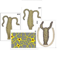 Модель-аппликация "Строение и размножение гидры" (ламинированная) - «globural.ru» - Воркута