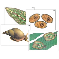 Модель-аппликация "Циклы развития печеночного сосальщика и бычьего цепня" (ламинированная) - «globural.ru» - Воркута
