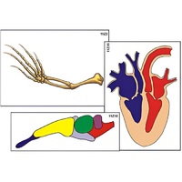 Модель-аппликация "Эволюция важнейших систем органов позвоночных" (ламинированная) - «globural.ru» - Воркута