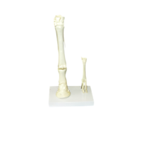 Модель "Скелет конечностей лошади и овцы" (на подставке) - «globural.ru» - Воркута