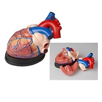 Модель сердца в разрезе (демонстрационная) - «globural.ru» - Воркута