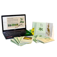 Гербарий натурально-интерактивный "Дикорастущие растения" - «globural.ru» - Воркута