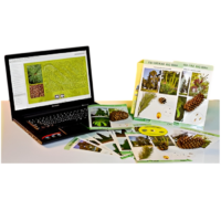 Коллекция натурально-интерактивная "Голосеменные растения" - «globural.ru» - Воркута