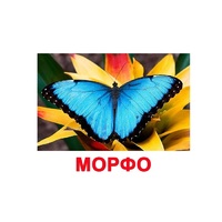Карточки Домана "Бабочки" - «globural.ru» - Воркута