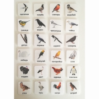 Набор карточек "ПТИЦЫ" - «globural.ru» - Воркута