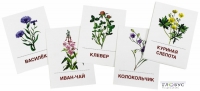 Раздаточные карточки "Цветы полевые" - «globural.ru» - Воркута