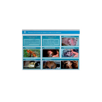 Стенд-планшет светодинамический "Изучение типических патологических процессов в организмах животных" - «globural.ru» - Воркута