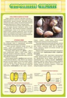 Стенд "Строение семян" - «globural.ru» - Воркута