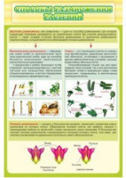 Стенд "Способы размножения растений" - «globural.ru» - Воркута