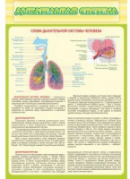 Стенд "Дыхательная система" - «globural.ru» - Воркута