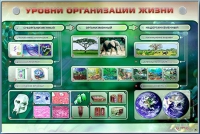 Электрифицированный стенд "Уровни организации жизни" - «globural.ru» - Воркута