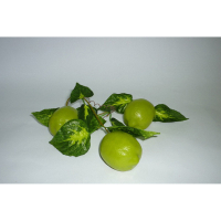 Муляж "Ветка лайма" - «globural.ru» - Воркута