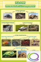 Стенд "Класс пресмыкающиеся" - «globural.ru» - Воркута