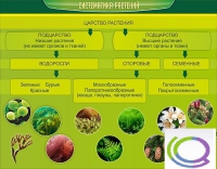 Стенд "Систематика растений" - «globural.ru» - Воркута