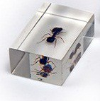 Комплект микропрепаратов для стереомикроскопа - «globural.ru» - Воркута