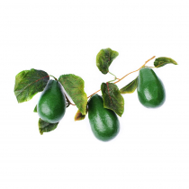 Муляж "Ветка авокадо" - «globural.ru» - Воркута