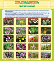 Стенд "Красная книга - растения" - «globural.ru» - Воркута