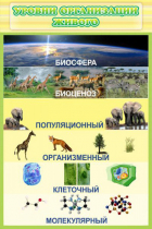 Стенд "Уровни организации живого" - «globural.ru» - Воркута