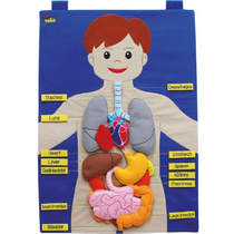 Фланелеграф "Анатомия" - «globural.ru» - Воркута