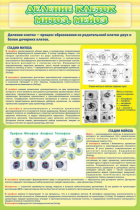 Стенд "Деление клеток митоз, мейоз" - «globural.ru» - Воркута