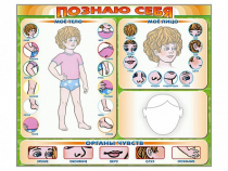 Стенд маркерный "Познаю себя" (тело, голова, органы чувств) - «globural.ru» - Воркута