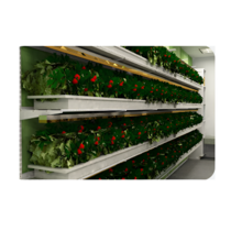 Стеллаж для выращивания клубники "Стена" - «globural.ru» - Воркута