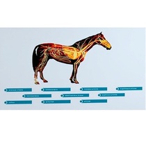 Стенд-планшет светодинамический "Изучение кровеносной системы сельскохозяйственных животных" со сменными панелями - «globural.ru» - Воркута