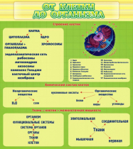 Стенд "От клетки до организма" - «globural.ru» - Воркута