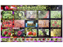 Комплект оборудования "Живой уголок" (растения) с тифлопереводом и сурдокомментариями - «globural.ru» - Воркута