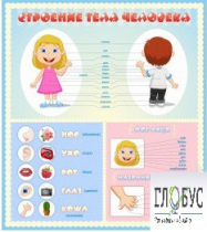 Стенд "Строение человека" для детей - «globural.ru» - Воркута