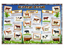 Стенд "Породы коров" - «globural.ru» - Воркута