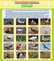 Стенд "Красная книга - птицы" - «globural.ru» - Воркута