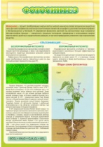 Стенд "Фотосинтез" - «globural.ru» - Воркута