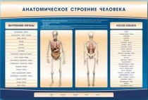 Электрифицированный стенд-тренажер c макетом скелета "Анатомическое строение человека" - «globural.ru» - Воркута
