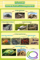 Стенд "Класс пресмыкающиеся" - «globural.ru» - Воркута