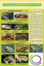 Стенд "Класс земноводные" - «globural.ru» - Воркута