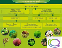 Стенд "Систематика растений" - «globural.ru» - Воркута