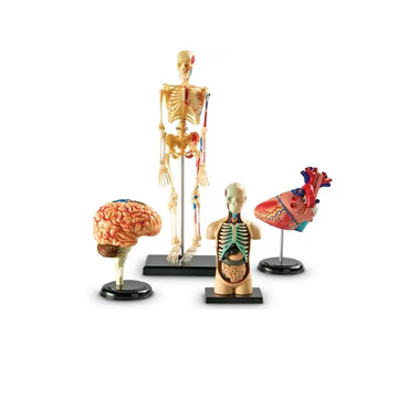Дидактическое пособие по окружающему миру «Изучаем строение человека» (Анатомические модели) - «globural.ru» - Воркута
