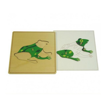 Строение лягушки с контуром - «globural.ru» - Воркута