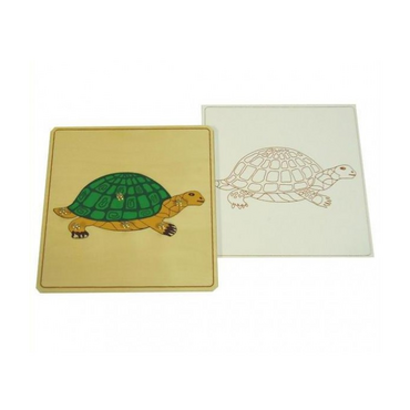 Строение черепахи с контуром - «globural.ru» - Воркута